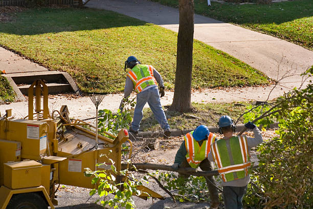 Reliable Wheeling, IL Tree Care Services Solutions