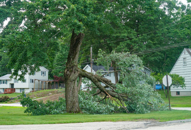 Tree and Shrub Care in Wheeling, IL